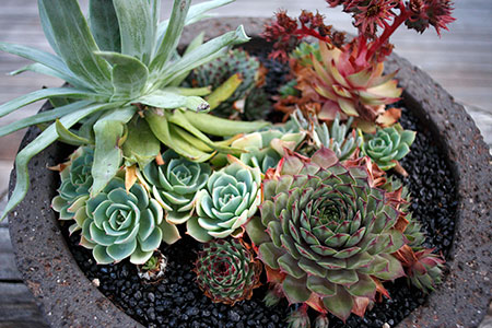 http://diglloyd.com/blog/2007/images-2007/11/26/LLC_6507-Succulents-small.jpg