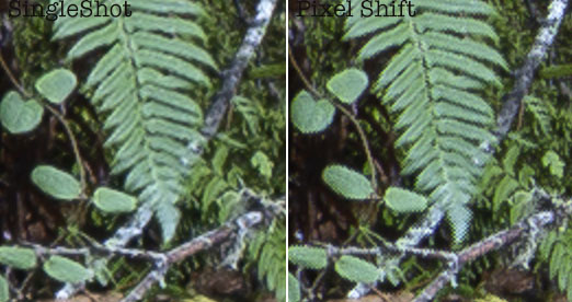 Crop from 240 megapixel image from 60-megapixel Sony A7R V 4-shot pixel shift image